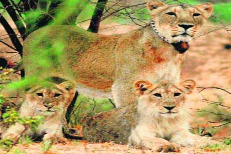 Three cubs died in three days in Amreli, Gujarat, nine lions will be investigated