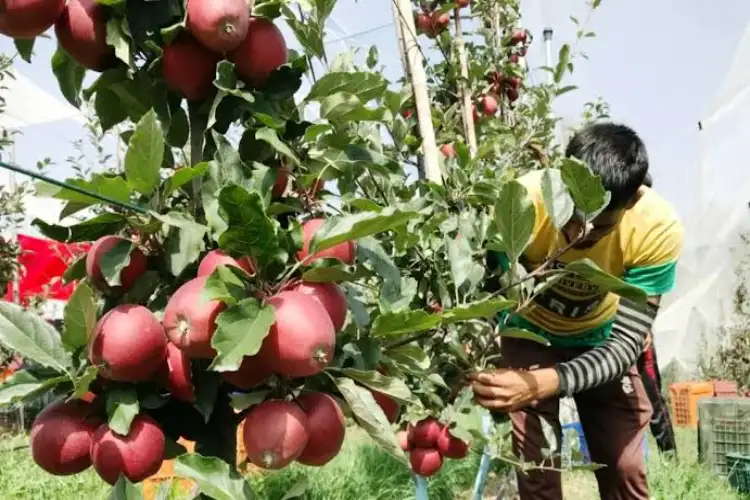 J&K: Government schemes transform farmers' lives, boosting income with ultra-high-density Apple farming