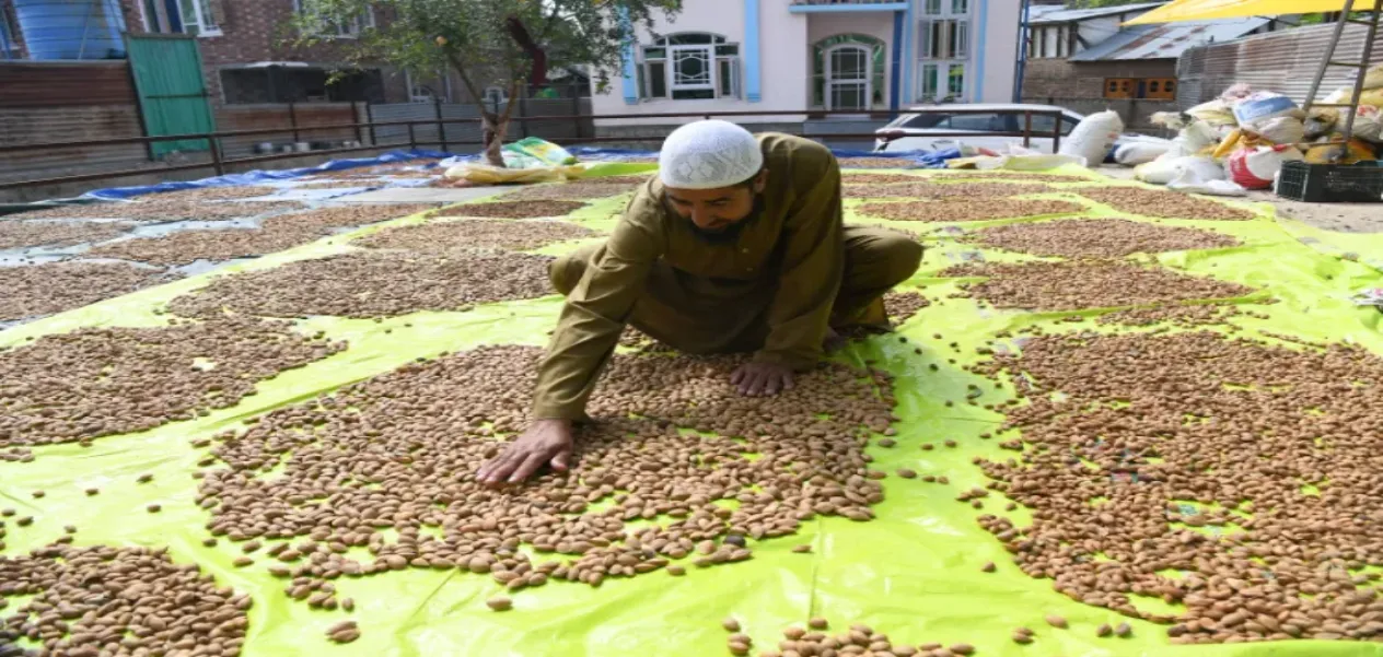 Pulwama's Parigam orchards have regained their glory, almond crop has brought life back to the village