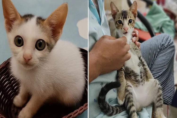 Do you know that a cat's scratch can cause a dangerous infection? Know how to avoid it