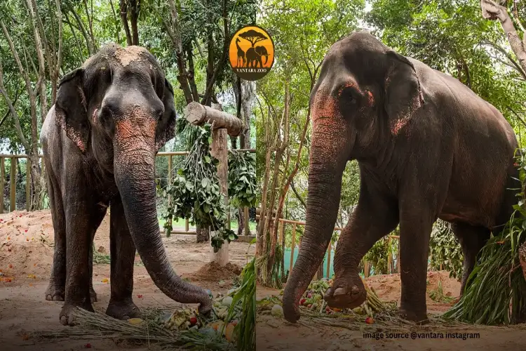 Vantara to support Maharashtra govt's petition for return of Mahadevi elephant to Nandani Math