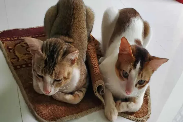 Know important things related to pet cats