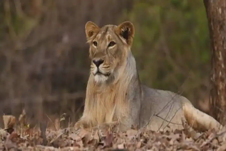 Asiatic lion numbers surge 32 per cent in five years, touch 891: Report