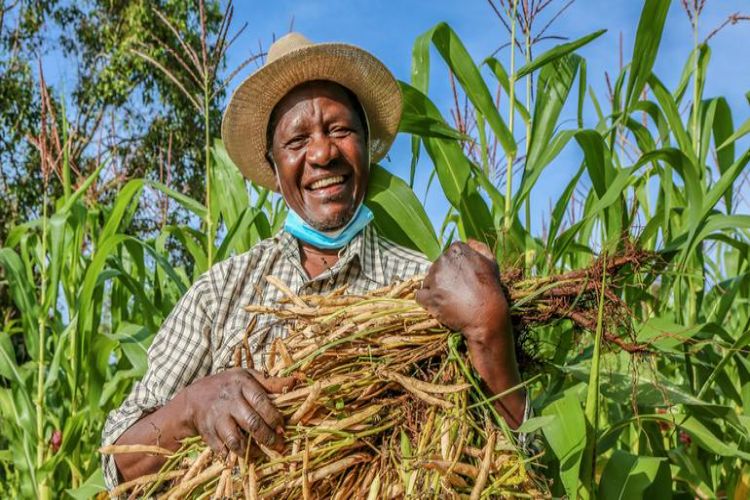 Unique experiment of farmers in Kenya, using bees and moles to drive away elephants
