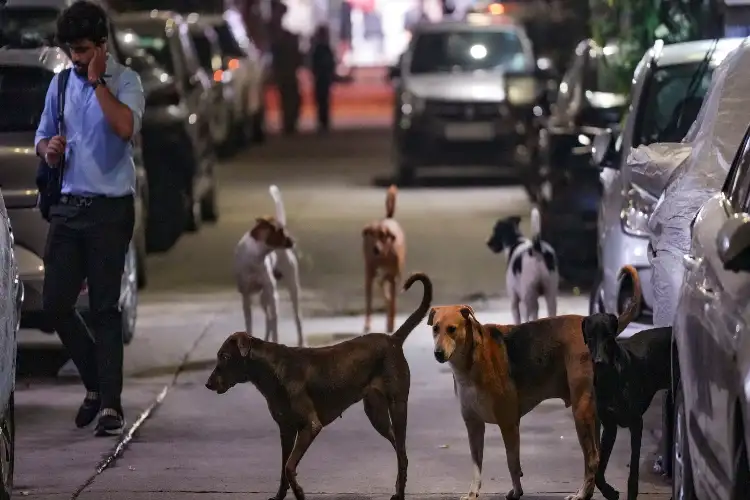 CJI Gavai to look into issue of stray dogs in view of conflicting orders of SC