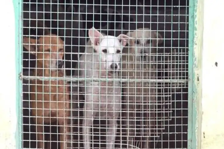 A new bench of the Supreme Court will hear the stray dogs case on August 14