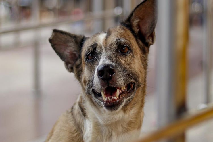 Hearing begins in Supreme Court on the case related to stray dogs in Delhi-NCR