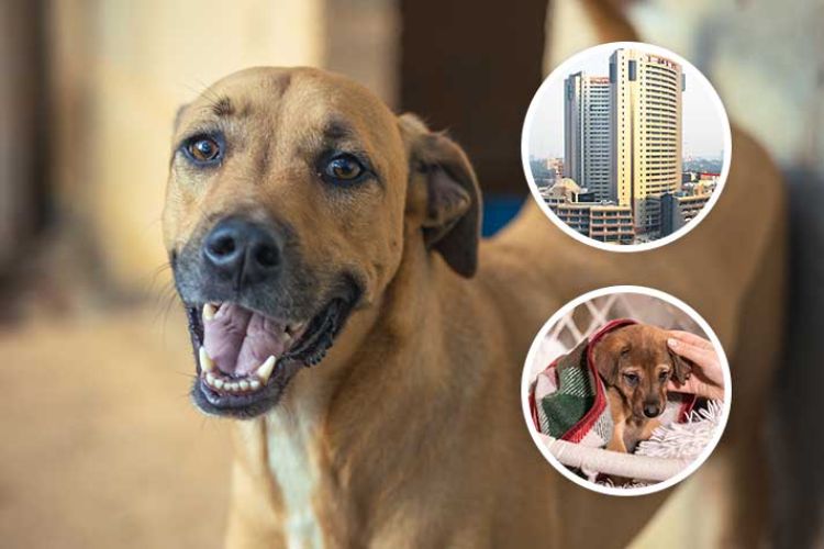 MCD will build shelters for dogs in all 12 zones