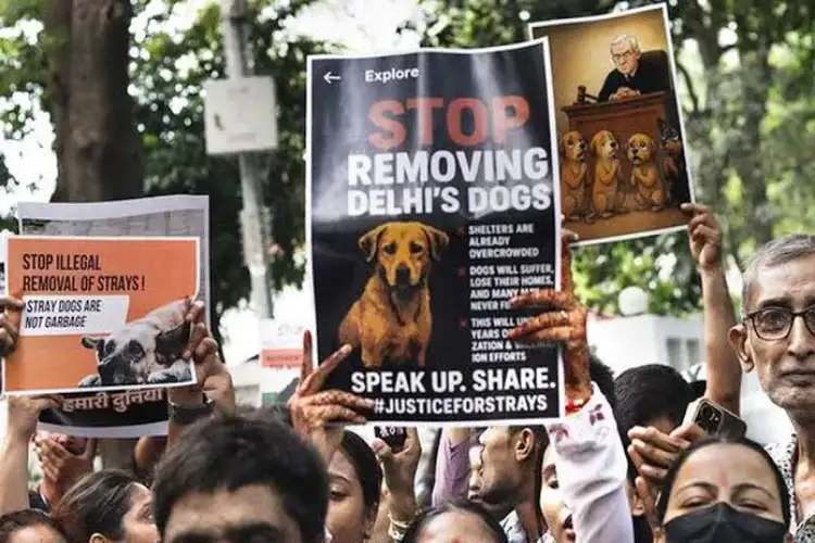 Protests erupt in Chennai against Supreme Court's order to move stray dogs to shelters in Delhi-NCR