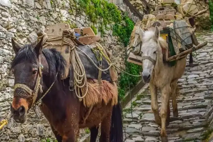 Currently nearly 12,600 animals including horses, mules, dogs held with military: Govt to RS