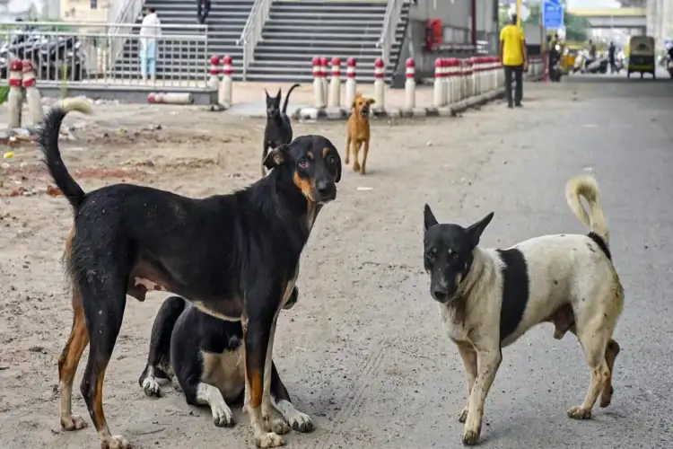 Group of 'dog lovers' obstruct MCD staff during stray dog drive in Rohini; case registered