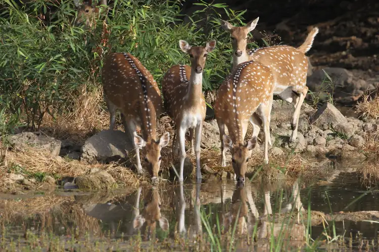 Vantara, Gujarat Forest Department join hands to enrich wildlife diversity in Barda Sanctuary