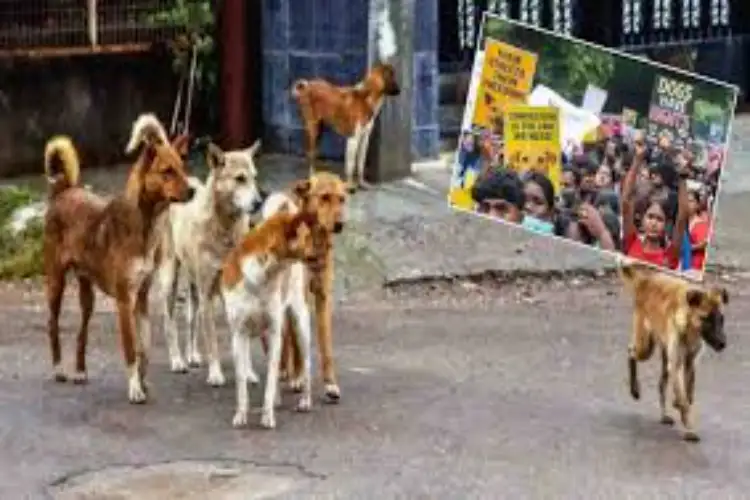 Delhi: Peaceful protest outside Rohini dog shelter over alleged poor treatment