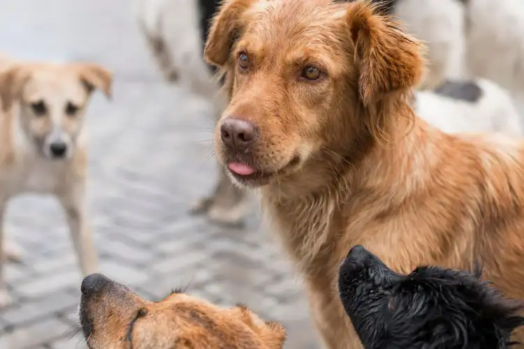 After SC order, Delhi launches sterilisation, vaccination drive for stray dogs

