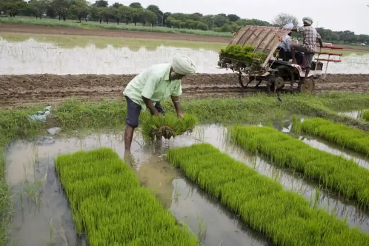 Rice sowing crosses 109% of normal area as good Monsoon boosts Kharif sowing: Report