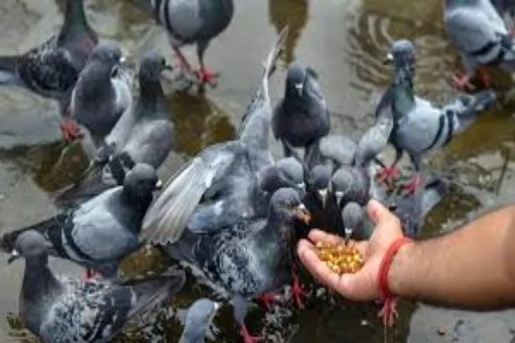 Maharashtra: Government formed a committee to study the impact of pigeons on human health