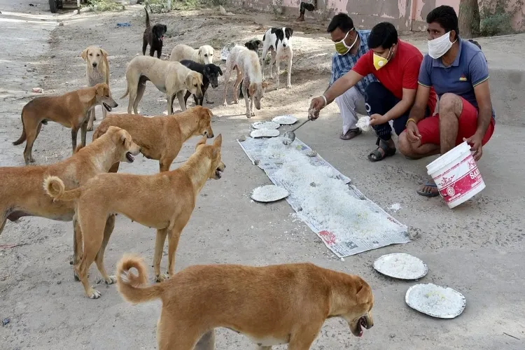Work is on to identify designated feeding spots for stray dogs in all 250 wards of Delhi: MCD