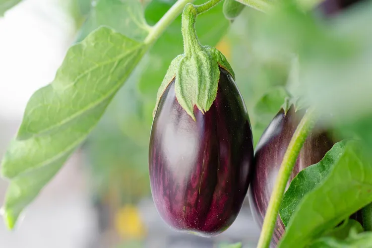 Who can be harmed by eating brinjal?