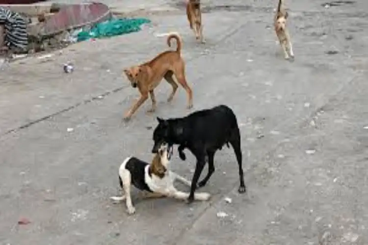 Two held for killing stray dog in JK's Ganderbal