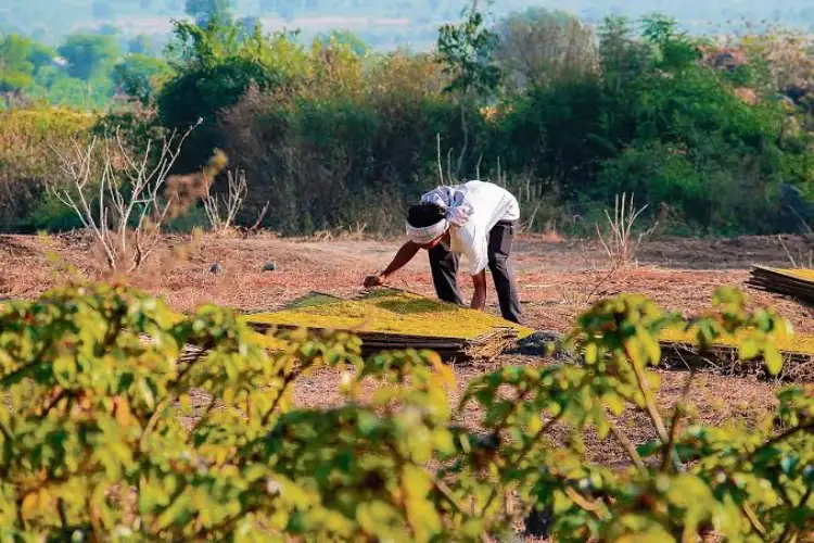 Government changed the rules for issuing green loans for tree plantation