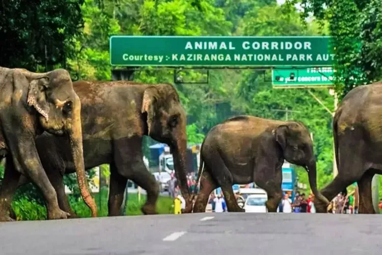 Assam: International Primate Day celebrated in Kaziranga National Park