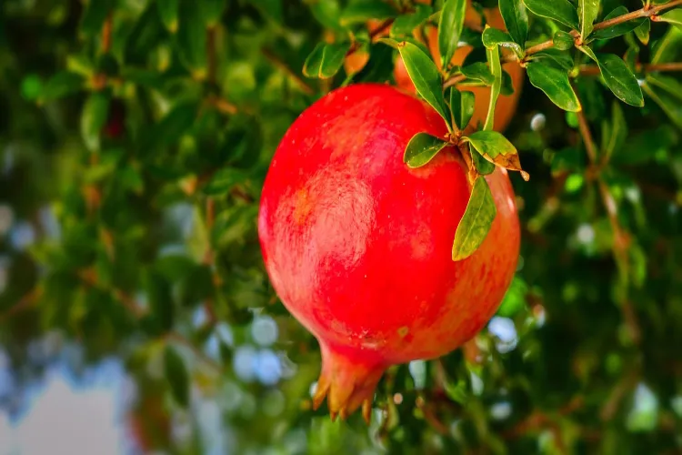 3 fruits that keep your kidneys healthy