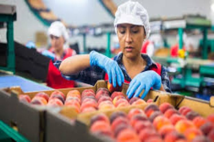 Indian food processing sector estimated to be $535 billion by end of current fiscal year: Experts