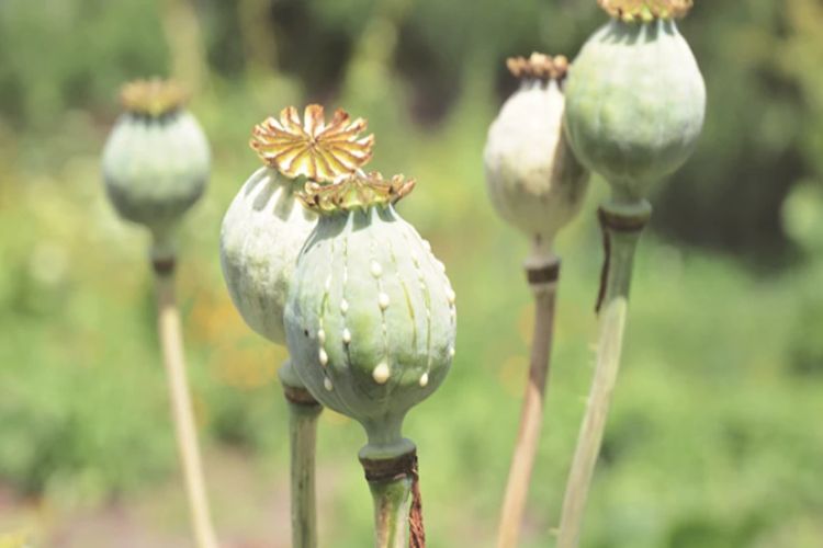 Government releases licensing policy for opium poppy cultivation for 2025-26