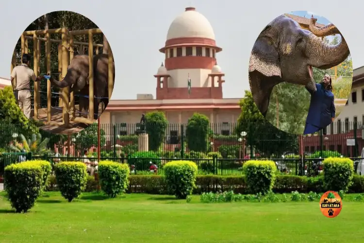 SIT submits sealed report to Supreme Court in Vantara Wildlife Inquiry Case