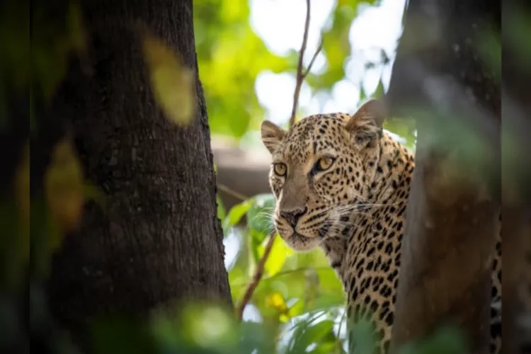 Rajasthan Assembly Speaker lays foundation stone for Leopard Safari Project in Ajmer