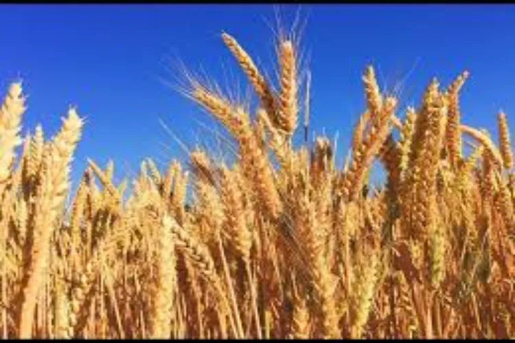 The Haryana government has increased subsidies on certified wheat seeds, which will benefit farmers more.