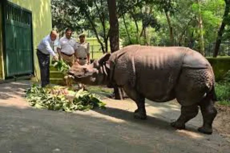 Patna Zoo has become a world-class center for rhino conservation, ranking second only to San Diego Zoo.