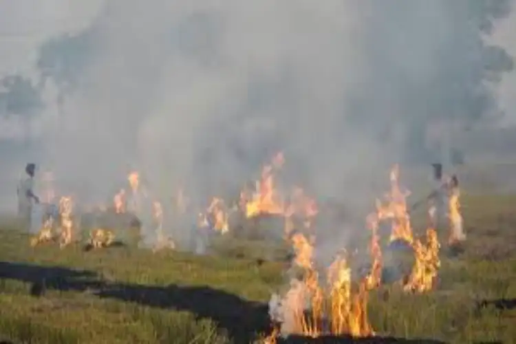 45 cases of stubble burning cases received in Punjab between September 15 to 27