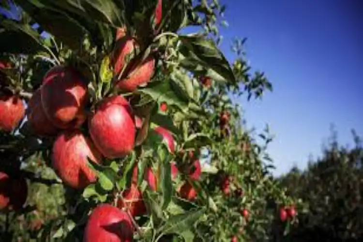 Himachal looking to partner with New Zealand to boost productivity of apple, pears