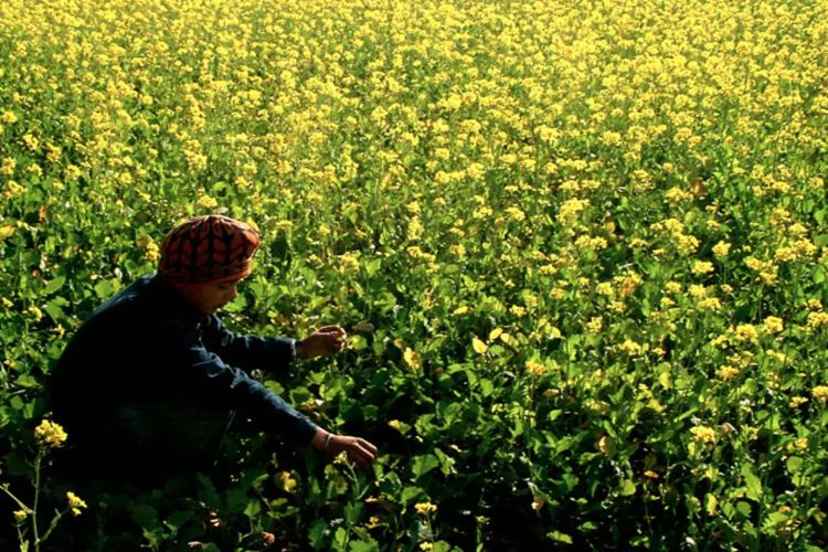 Mustard oil and oilseeds prices declined due to deteriorating general market sentiment and selling by stockists.