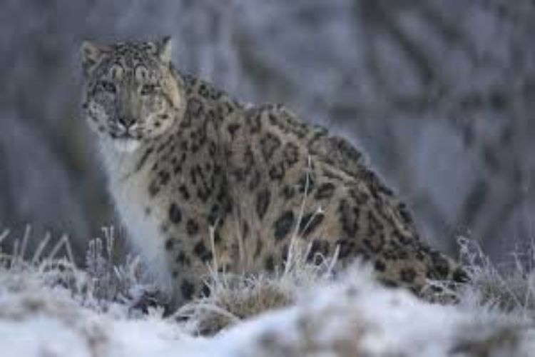 Snow leopard numbers in Himachal Pradesh rise by 62% in four years: Survey
