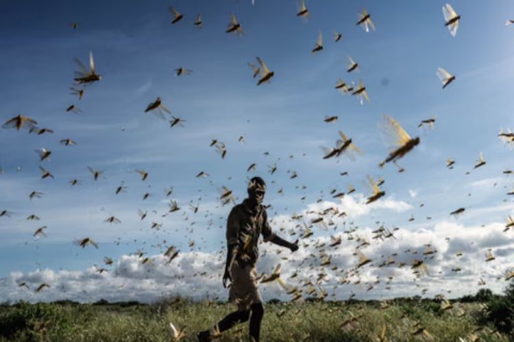 Rising temperatures are forcing cold-adapted migratory species into shorter, fragmented migrations: Report