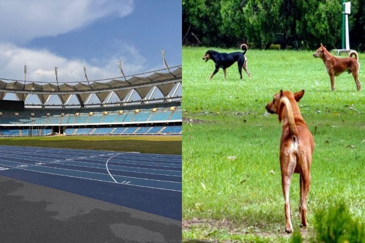 Kenya and Japan coaches bitten by stray dogs at Jawaharlal Nehru Stadium