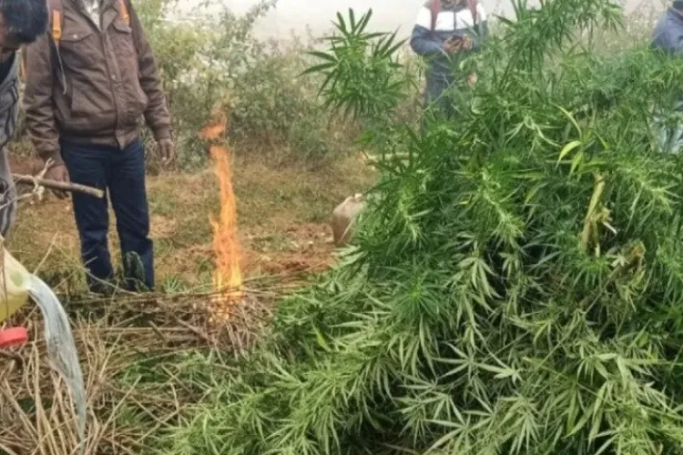 Jammu and Kashmir: Anti-drug drive launched in South Kashmir, 350 kanals of cannabis destroyed