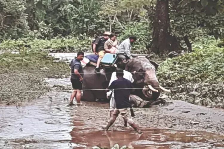 West Bengal: A wooden bridge collapses in Jaldapara forest area of ​​Alipudar, elephants rescue tourists