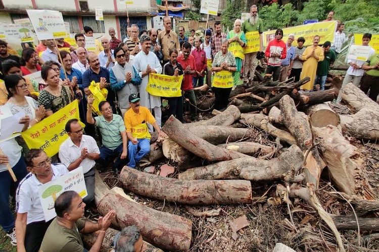 A 300-year-old Peepal tree was felled in Indore, prompting environmental activists to shave their heads.