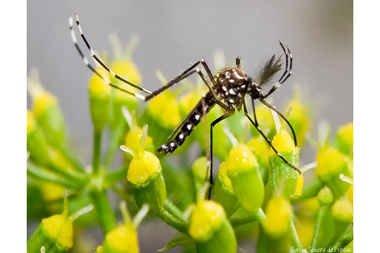 Why is Bangladesh afraid of mosquitoes?