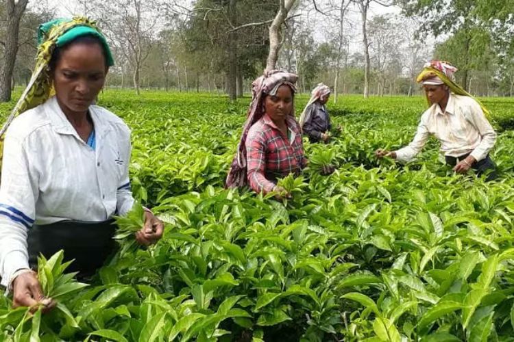 There should be space for all producers, big or small, in the tea industry: Assam Chief Secretary