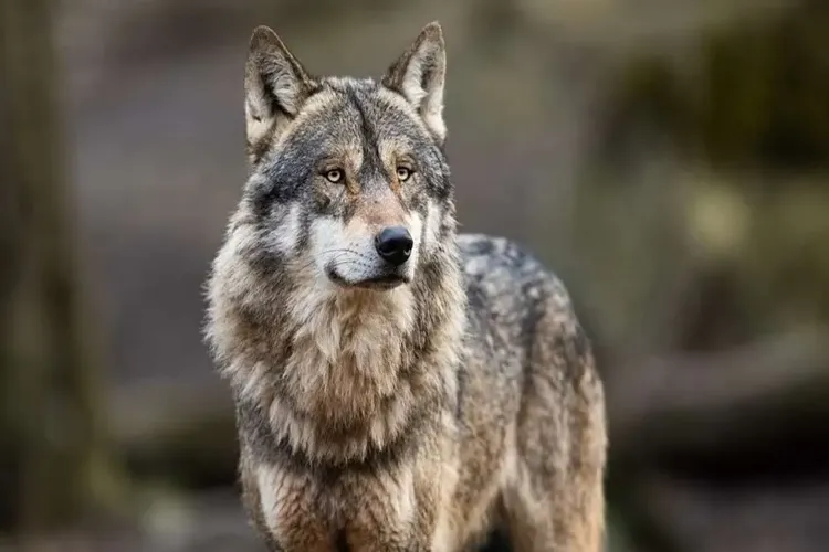 Wolf attack in Bahraich: Six killed, over 25 injured