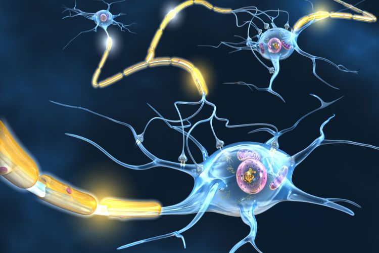Estrogen may help treat progressive multiple sclerosis: Study