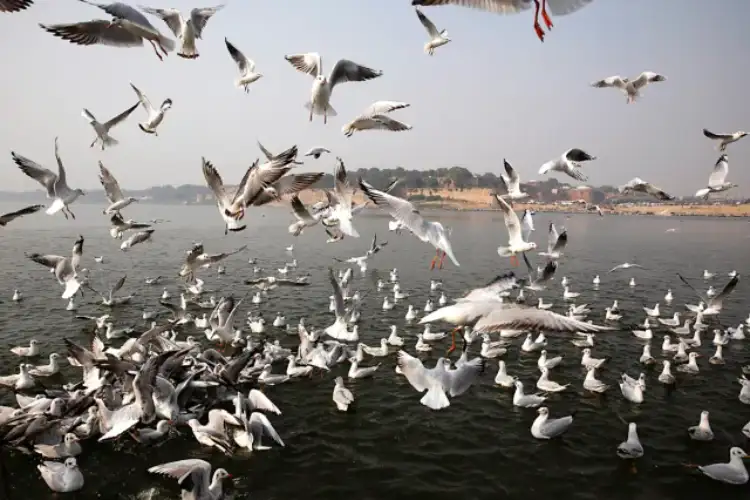 Siberian birds arrive at Prayagraj Sangam, delighting locals and tourists