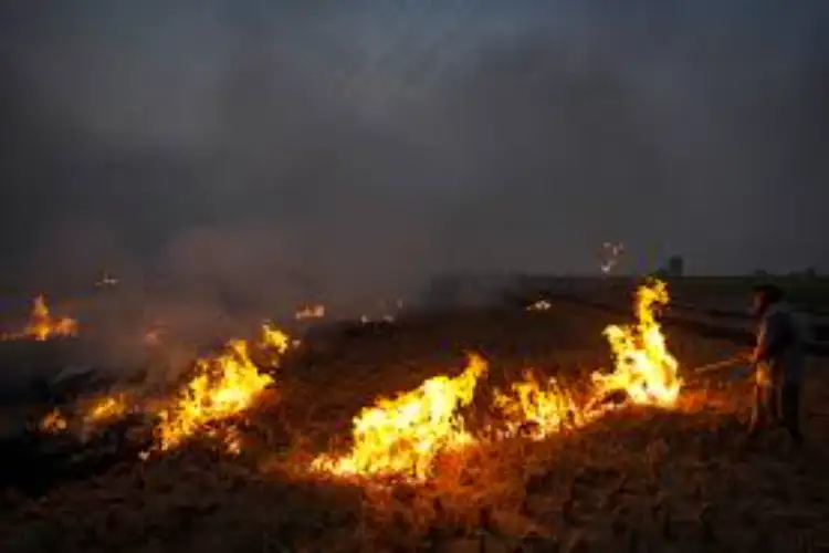 Punjab saw 415 farm fires from Sep 15-Oct 21, down from 1,510 during same period last year: Data