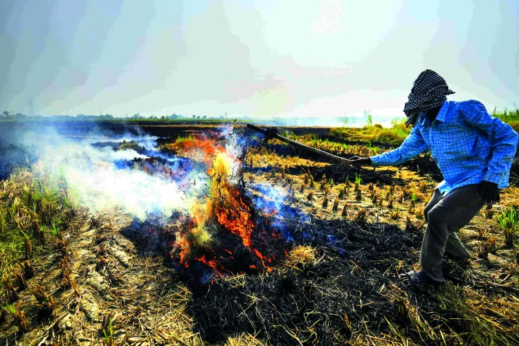 Stubble burning cases rise in Punjab, 484 incidents recorded from September 15 to October 22: PPCB data