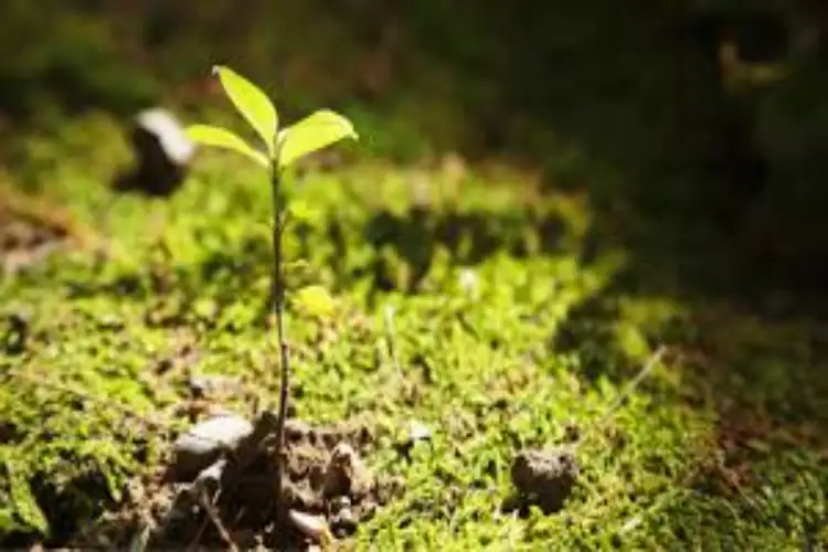 Centre releases Rs 1.36 crore for biodiversity conservation in Maharashtra, UP