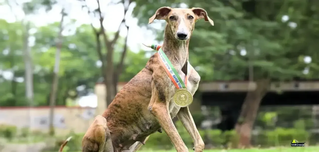 Riya, a Mudhol Hound, with medals